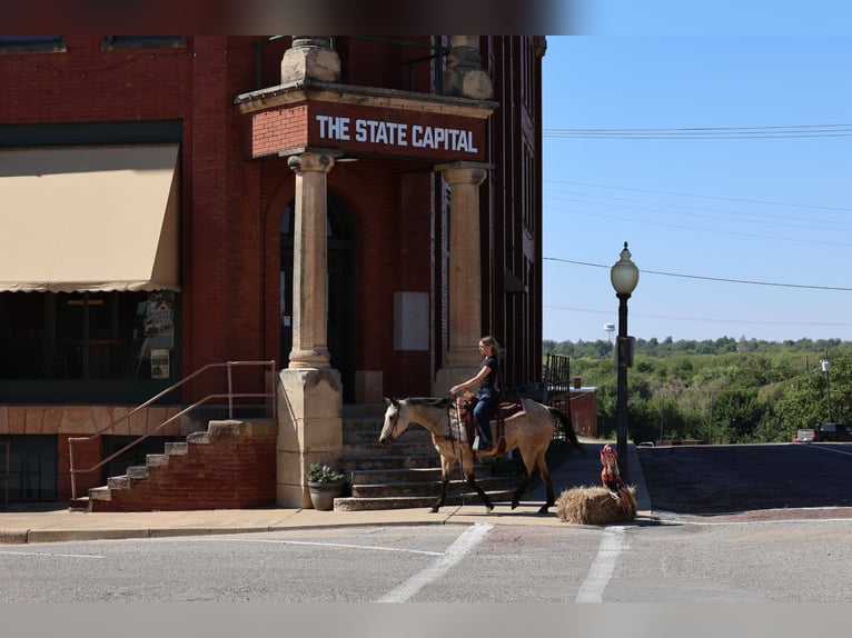 American Quarter Horse Stute 15 Jahre Buckskin in Stillwater