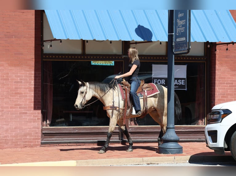 American Quarter Horse Stute 15 Jahre Buckskin in Stillwater