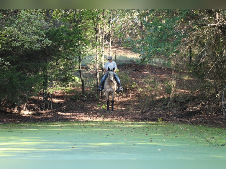American Quarter Horse Stute 15 Jahre Buckskin in Stillwater