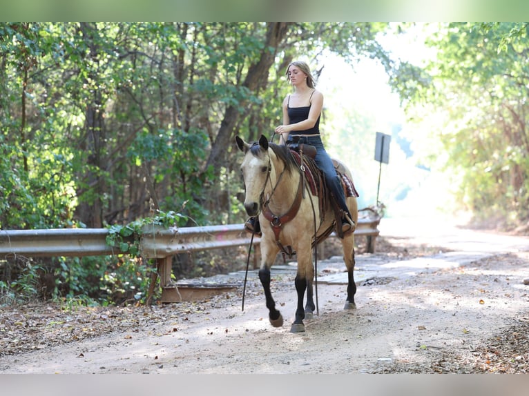 American Quarter Horse Stute 15 Jahre Buckskin in Stillwater