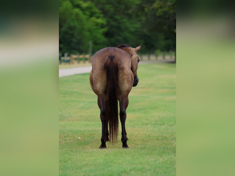American Quarter Horse Stute 15 Jahre Buckskin in Terrell