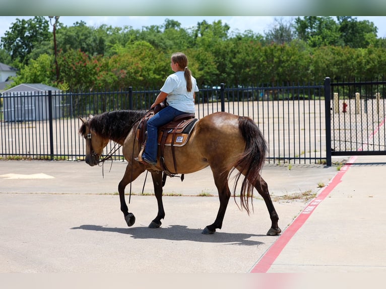 American Quarter Horse Stute 15 Jahre Buckskin in Terrell