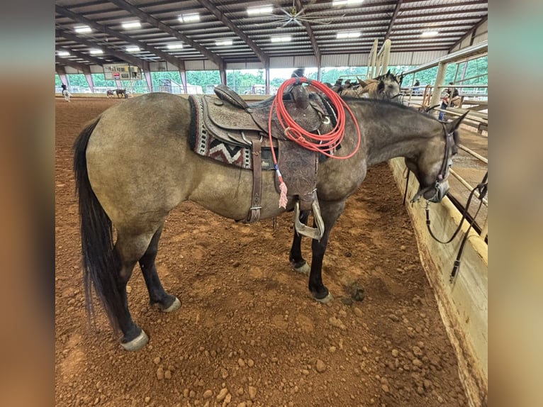 American Quarter Horse Stute 15 Jahre Buckskin in Terrell