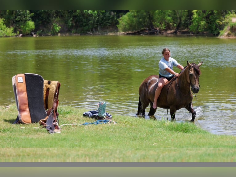 American Quarter Horse Stute 15 Jahre Buckskin in Terrell