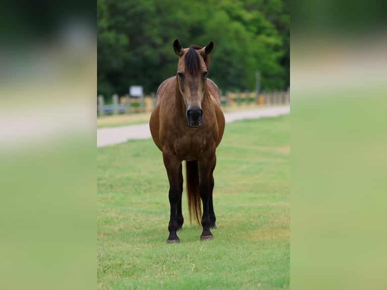 American Quarter Horse Stute 15 Jahre Buckskin in Terrell