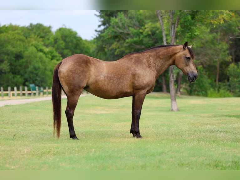 American Quarter Horse Stute 15 Jahre Buckskin in Terrell