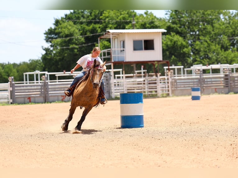 American Quarter Horse Stute 15 Jahre Buckskin in Terrell