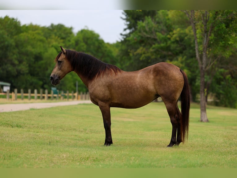American Quarter Horse Stute 15 Jahre Buckskin in Terrell