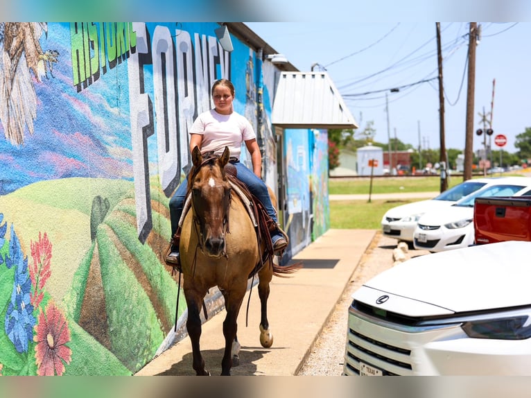 American Quarter Horse Stute 15 Jahre Falbe in Terrell