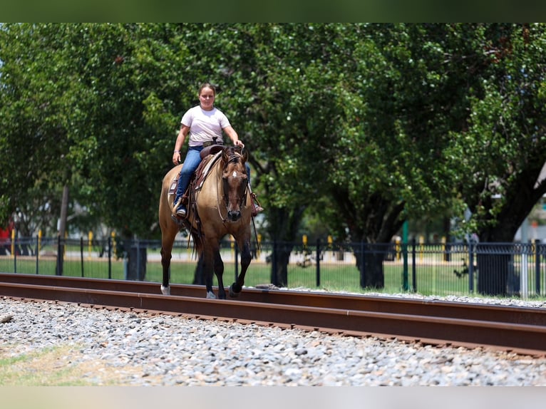 American Quarter Horse Stute 15 Jahre Falbe in Terrell