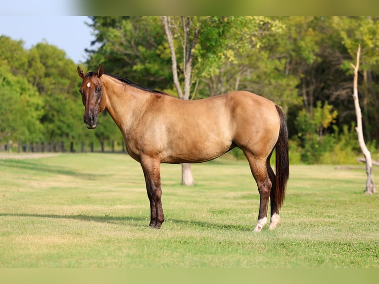 American Quarter Horse Stute 15 Jahre Falbe in Terrell