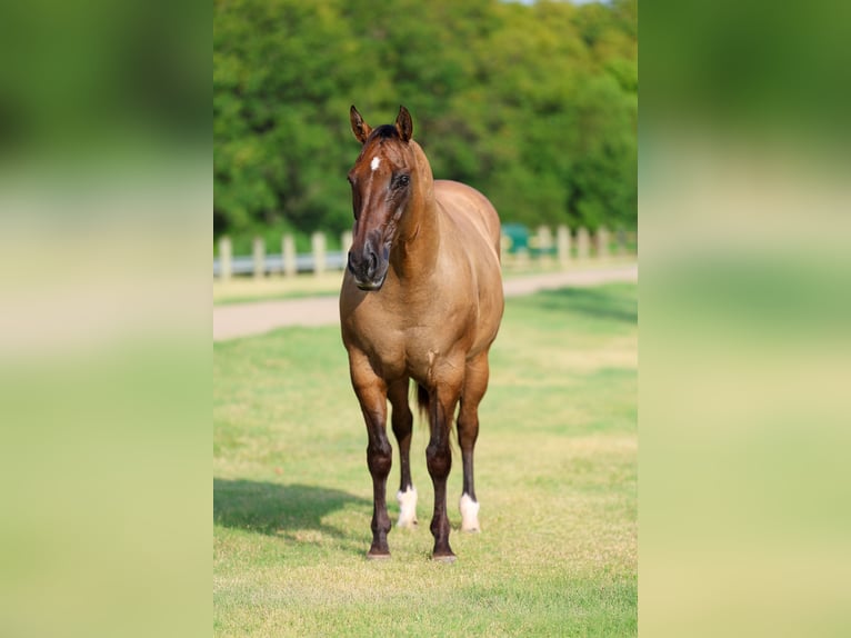 American Quarter Horse Stute 15 Jahre Falbe in Terrell