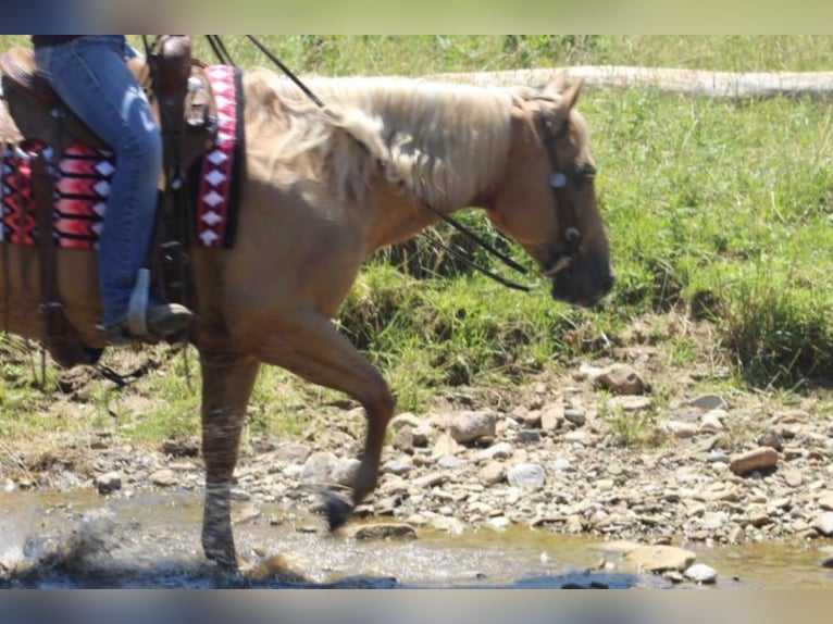American Quarter Horse Stute 15 Jahre Palomino in Fredericksburg, OH