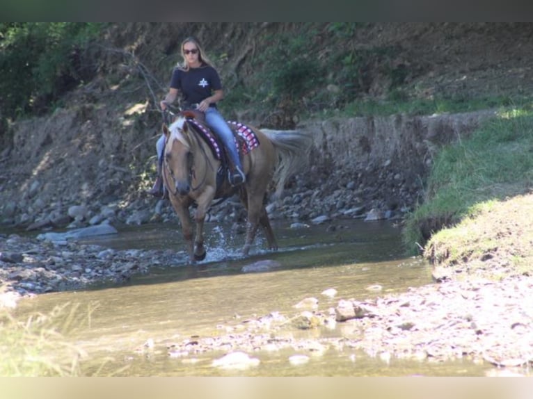 American Quarter Horse Stute 15 Jahre Palomino in Fredericksburg, OH