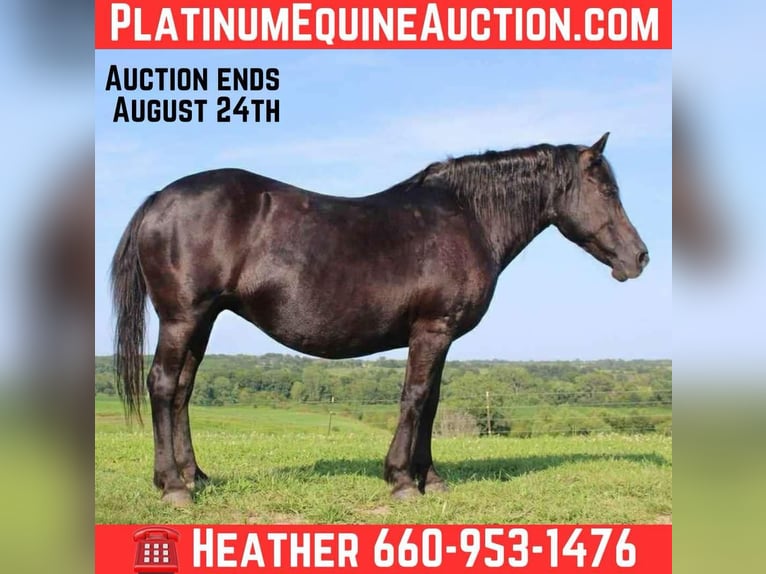 American Quarter Horse Stute 15 Jahre Rappe in Princeton MO