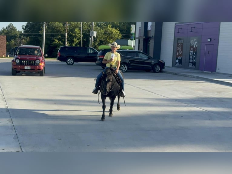 American Quarter Horse Stute 15 Jahre Rappe in Princeton MO