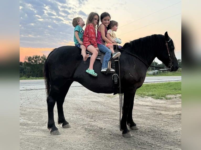American Quarter Horse Stute 15 Jahre Rappe in Princeton MO