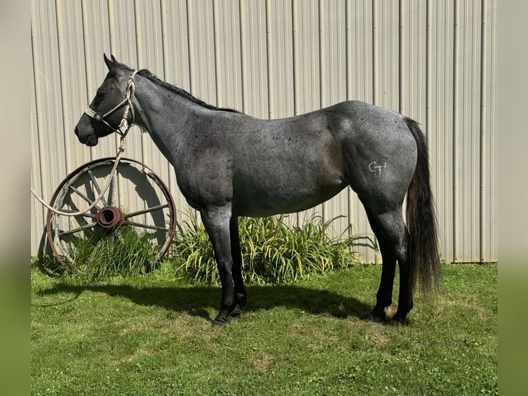 American Quarter Horse Stute 15 Jahre Roan-Blue in Fowler