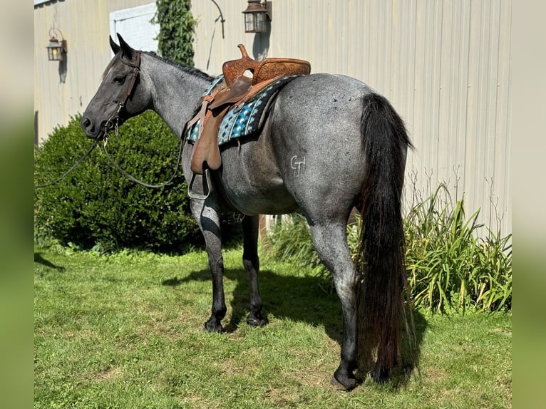 American Quarter Horse Stute 15 Jahre Roan-Blue in Fowler