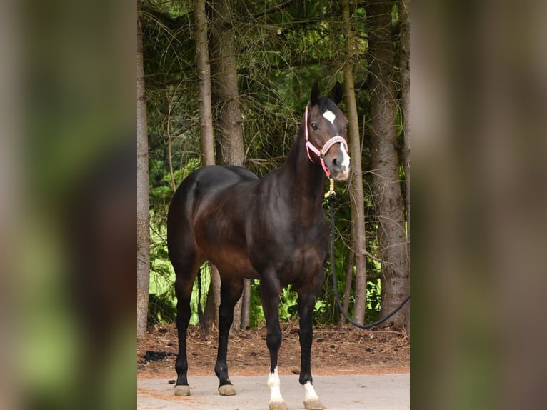 American Quarter Horse Stute 16 Jahre 146 cm Rappe in Gangelt