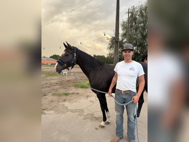American Quarter Horse Stute 16 Jahre 146 cm Rappe in Gangelt