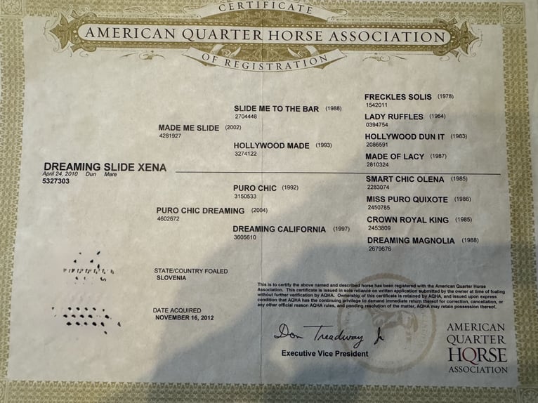 American Quarter Horse Stute 16 Jahre 147 cm Buckskin in Sv. Jurij ob Ščavnici