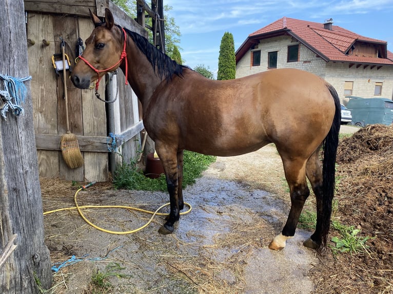 American Quarter Horse Stute 16 Jahre 147 cm Buckskin in Sv. Jurij ob Ščavnici