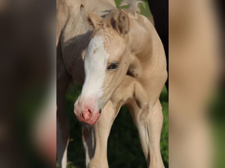 American Quarter Horse Stute 16 Jahre 147 cm Palomino in Travelsjö