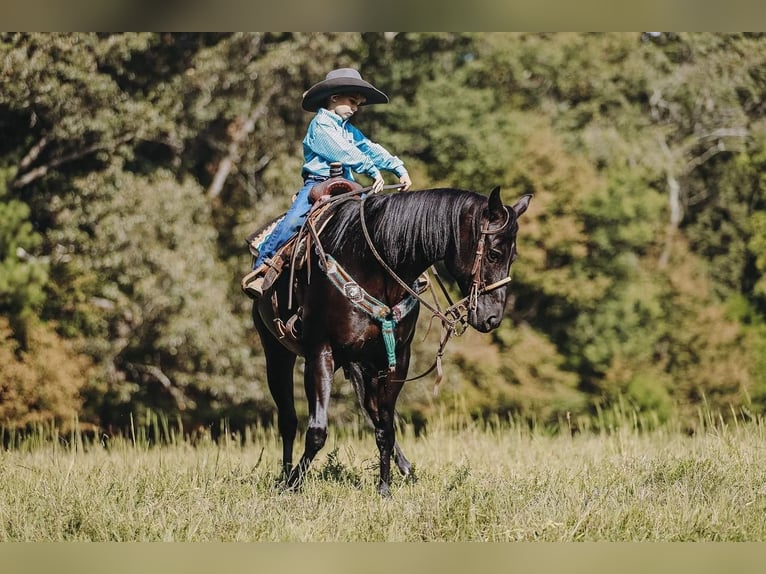 American Quarter Horse Stute 16 Jahre 147 cm Rappe in Cookeville, TN