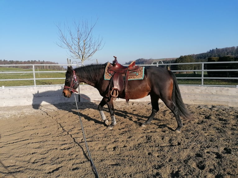 American Quarter Horse Stute 16 Jahre 148 cm Brauner in Gossliwil