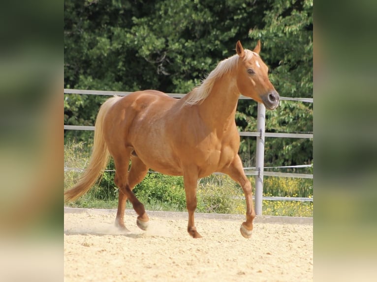 American Quarter Horse Stute 16 Jahre 148 cm Palomino in Driedorf