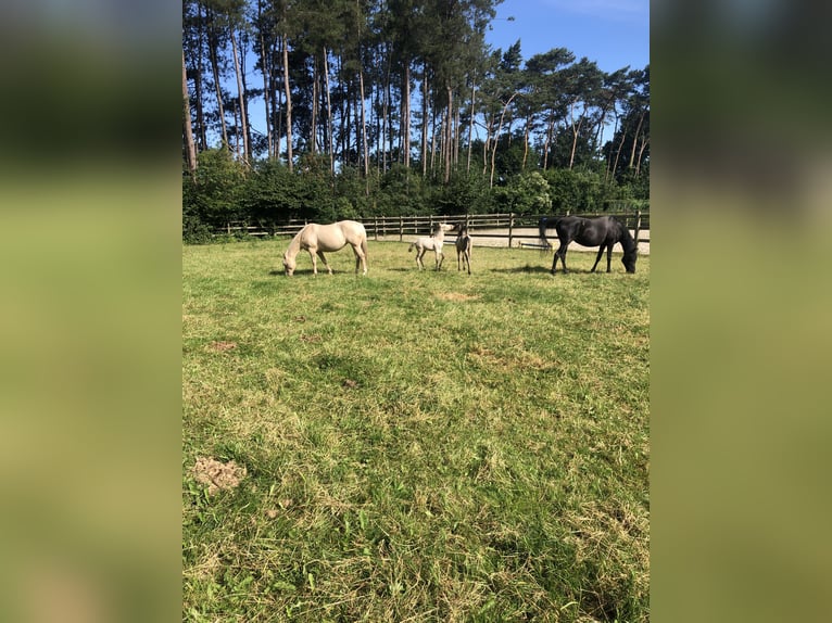 American Quarter Horse Stute 16 Jahre 150 cm Champagne in Zandhoven