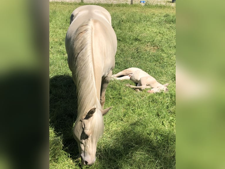 American Quarter Horse Stute 16 Jahre 150 cm Champagne in Zandhoven