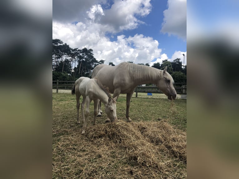 American Quarter Horse Stute 16 Jahre 150 cm Champagne in Zandhoven
