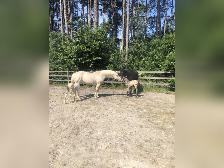 American Quarter Horse Stute 16 Jahre 150 cm Champagne in Zandhoven