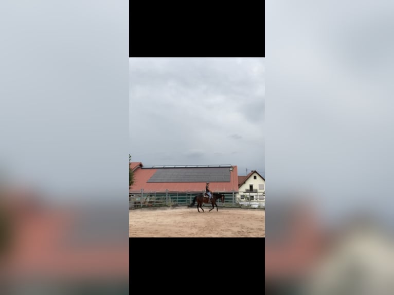 American Quarter Horse Stute 16 Jahre 150 cm Dunkelbrauner in Schwäbisch Hall