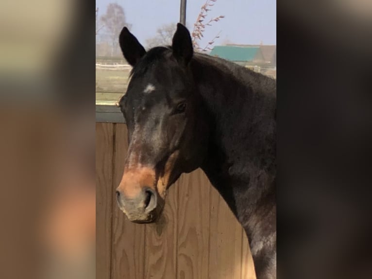American Quarter Horse Stute 16 Jahre 151 cm Dunkelbrauner in BrüggenBrüggen