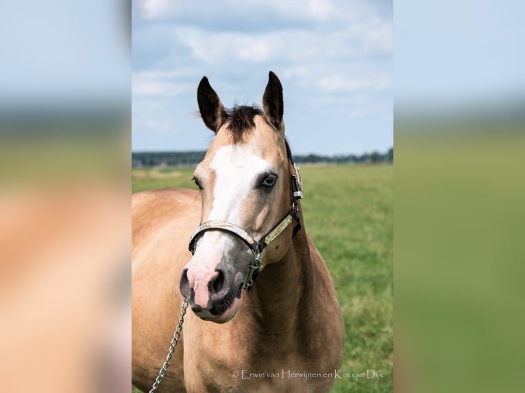 American Quarter Horse Stute 16 Jahre 152 cm Buckskin in Lahn