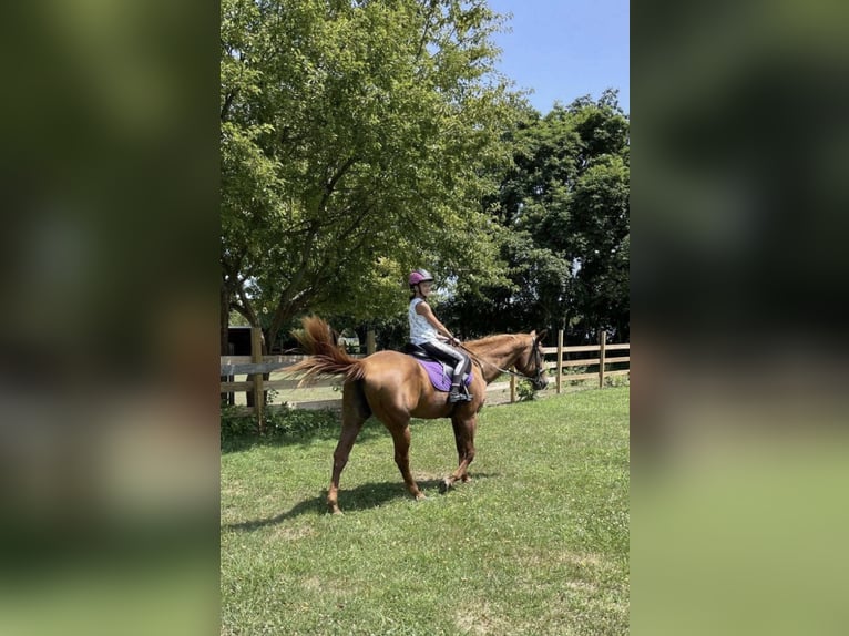 American Quarter Horse Stute 16 Jahre 152 cm Dunkelfuchs in Farmingdale, NJ
