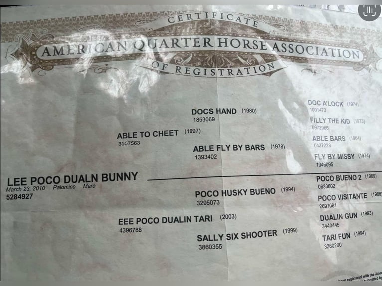 American Quarter Horse Stute 16 Jahre 152 cm Palomino in Carrolton MO