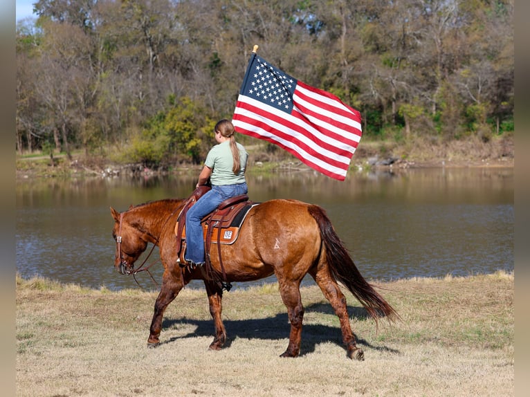 American Quarter Horse Stute 16 Jahre 152 cm Red Dun in Forney