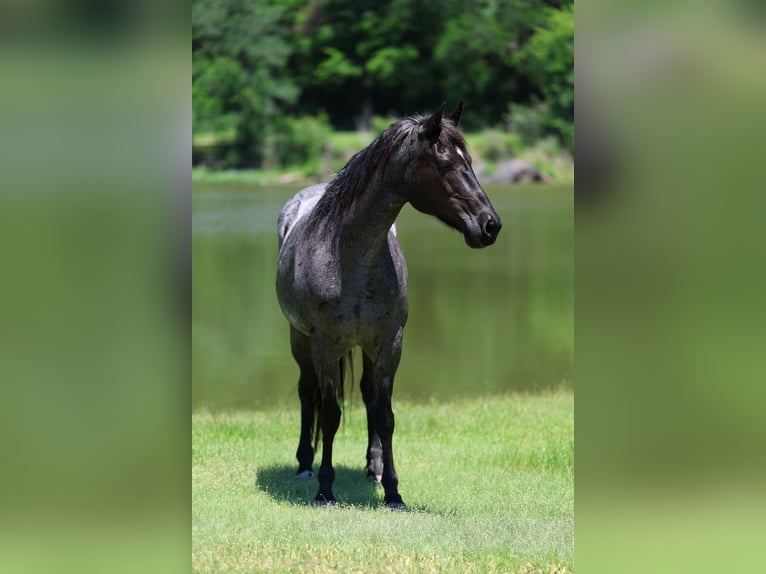 American Quarter Horse Stute 16 Jahre 152 cm Roan-Blue in Forney