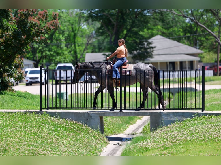 American Quarter Horse Stute 16 Jahre 152 cm Roan-Blue in Forney