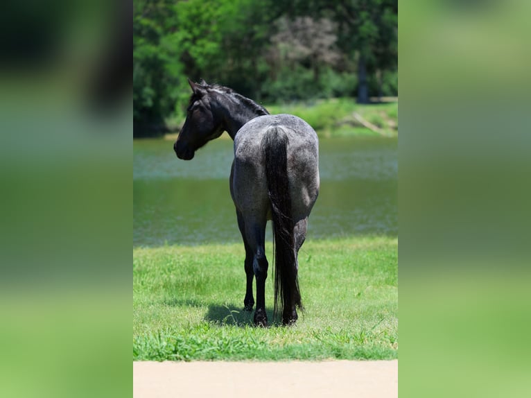 American Quarter Horse Stute 16 Jahre 152 cm Roan-Blue in Forney