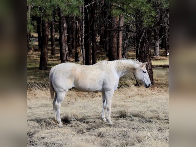 American Quarter Horse Stute 16 Jahre 152 cm Schimmel in Cottonwood AZ