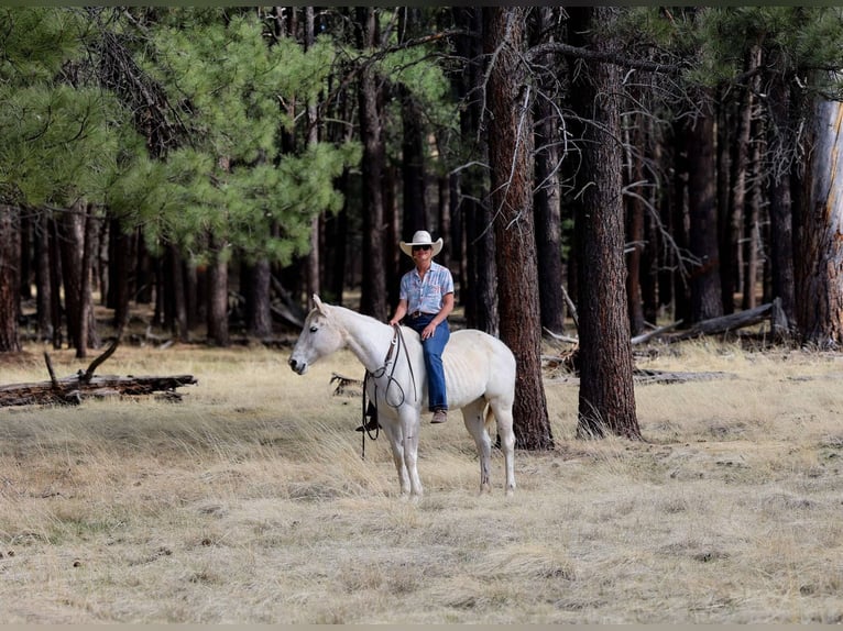 American Quarter Horse Stute 16 Jahre 152 cm Schimmel in Cottonwood AZ