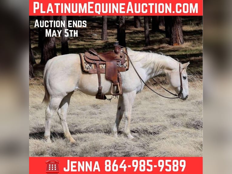 American Quarter Horse Stute 16 Jahre 152 cm Schimmel in Cottonwood AZ