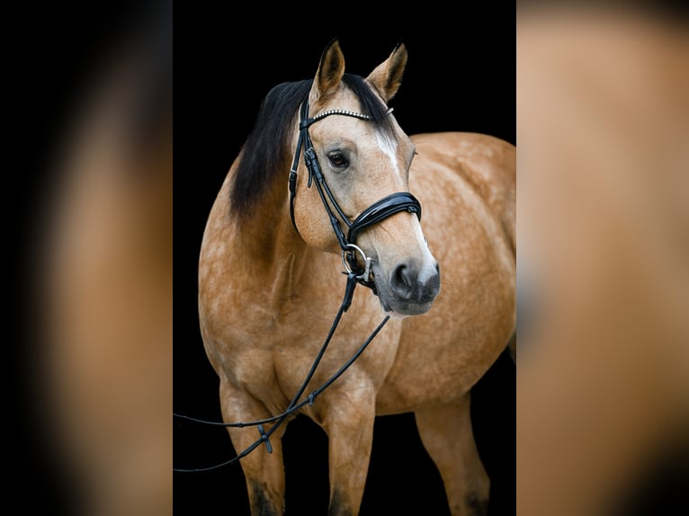 American Quarter Horse Mix Stute 16 Jahre 154 cm Falbe in Zwillikon