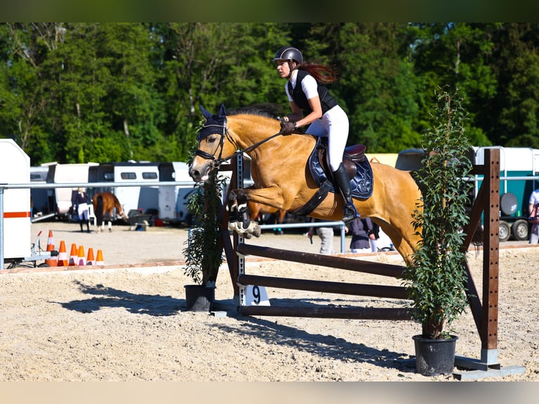 American Quarter Horse Mix Stute 16 Jahre 154 cm Falbe in Zwillikon