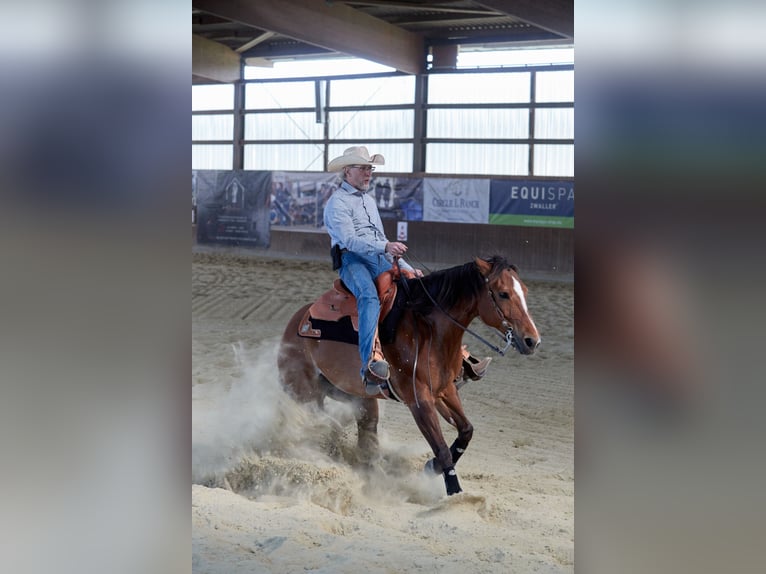 American Quarter Horse Stute 16 Jahre 155 cm Brauner in Bergkamen